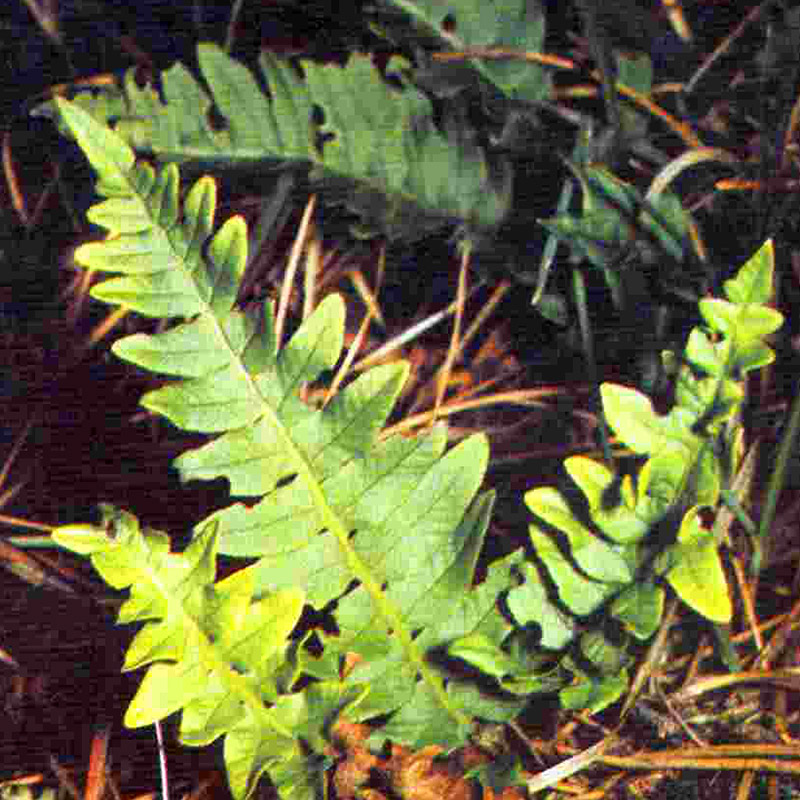 Tüpfelfarn - Engelsüß