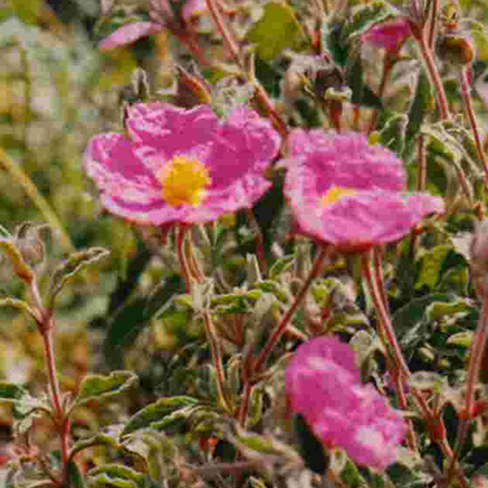 Zistrose